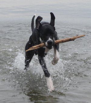 water-dog.JPG